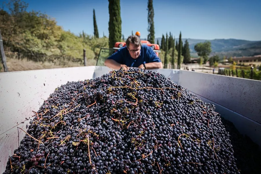 Immagine Gran Tagliere Toscano, Tour delle cantine, Degustazione vini 18 Immagine Gran Tagliere Toscano, Tour delle cantine, Degustazione vini 18