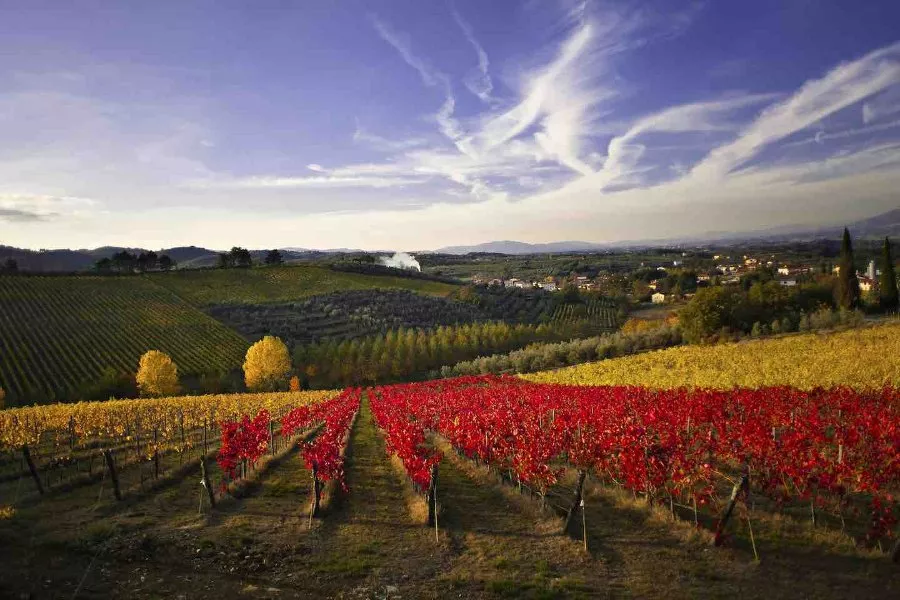Immagine Gran Tagliere Toscano, Tour delle cantine, Degustazione vini 20 Immagine Gran Tagliere Toscano, Tour delle cantine, Degustazione vini 20