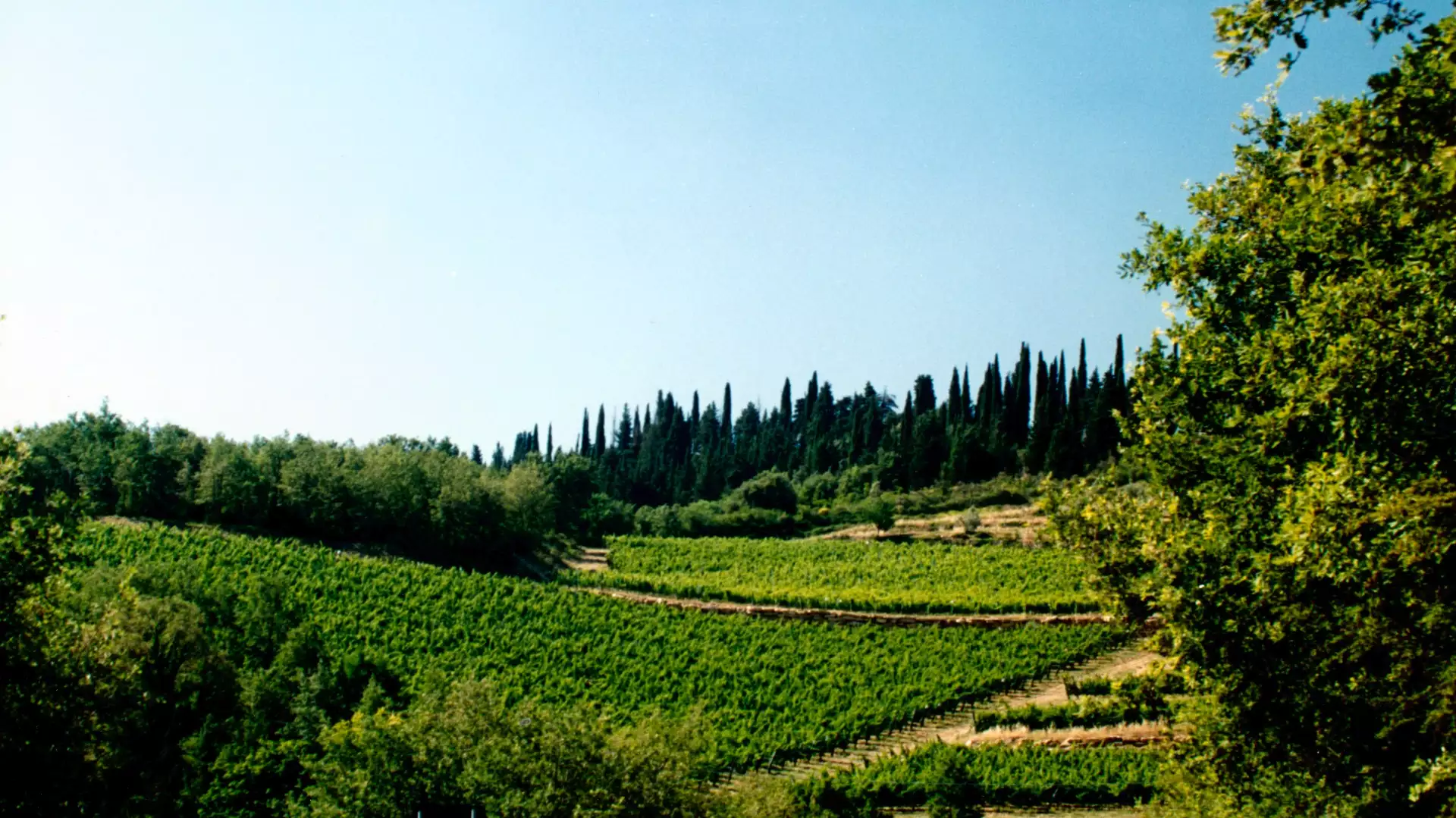 Immagine Exklusives Mittagessen mit Kellertour und Verkostung in den Chianti Classico Hügeln 2 Immagine Exklusives Mittagessen mit Kellertour und Verkostung in den Chianti Classico Hügeln 2