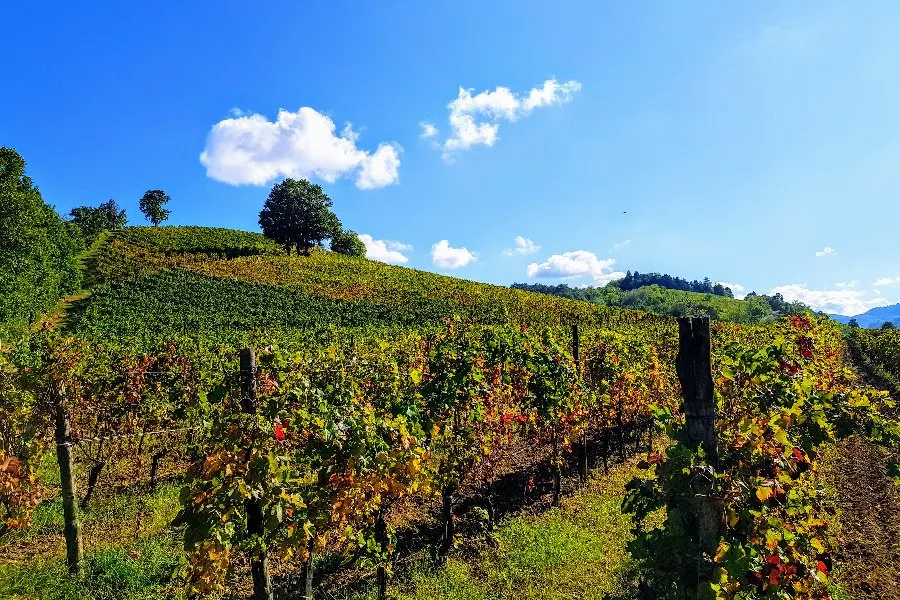 Immagine Torrazzetta Winery 3