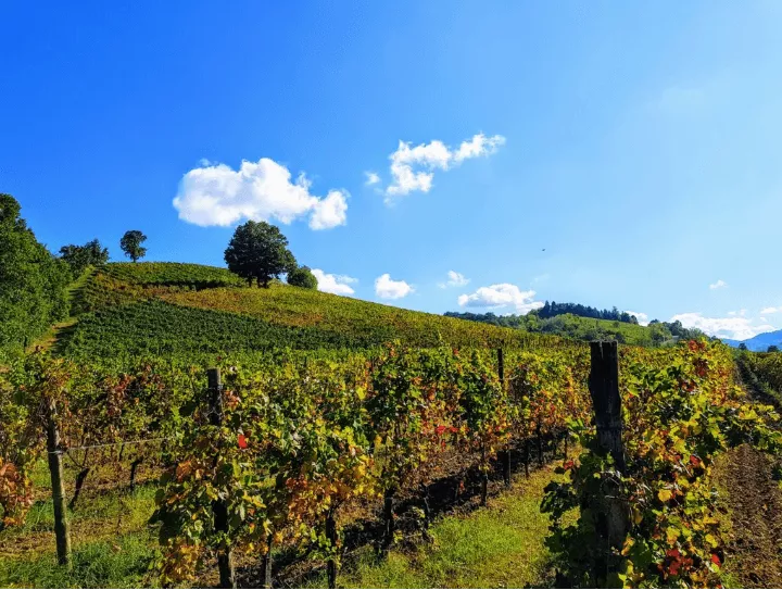 Immagine Torrazzetta Winery 2 Immagine Torrazzetta Winery 2