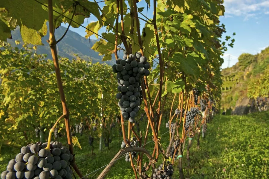 Immagine Mamete Prevostini Valtellina 3 Immagine Mamete Prevostini Valtellina 3