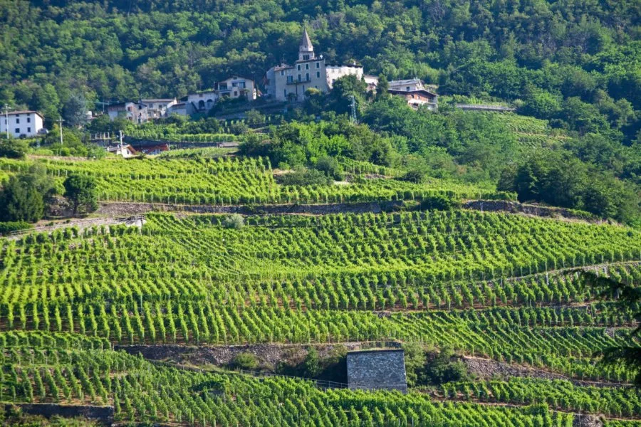 Immagine Valtellina da Bere 5