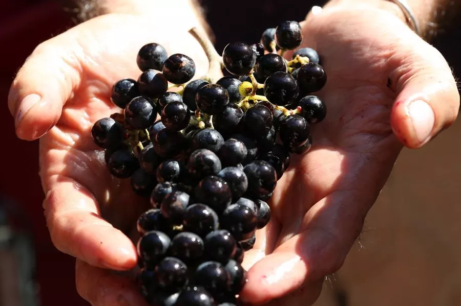 Immagine Alla scoperta dei Vini naturali della Tenuta San Marcello 7 Immagine Alla scoperta dei Vini naturali della Tenuta San Marcello 7