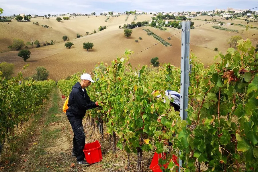 Immagine Alla scoperta dei Vini naturali della Tenuta San Marcello 8 Immagine Alla scoperta dei Vini naturali della Tenuta San Marcello 8