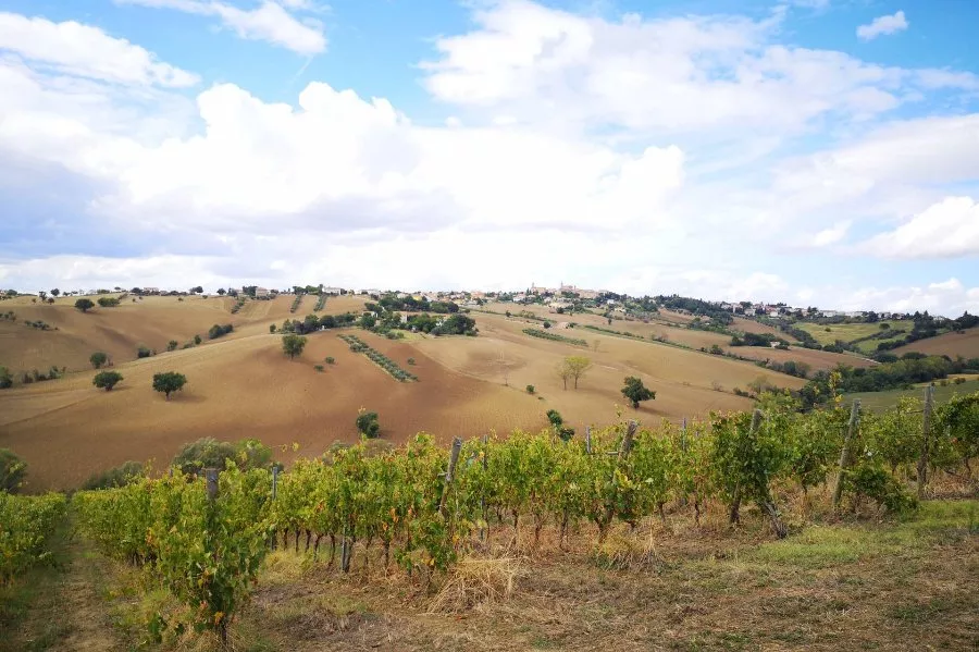 Immagine Alla scoperta dei Vini naturali della Tenuta San Marcello 9 Immagine Alla scoperta dei Vini naturali della Tenuta San Marcello 9