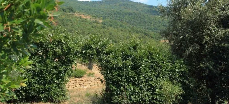Immagine visita Speciale degustazione Etrusca  cantina Tarazona, Il Vino Etrusco