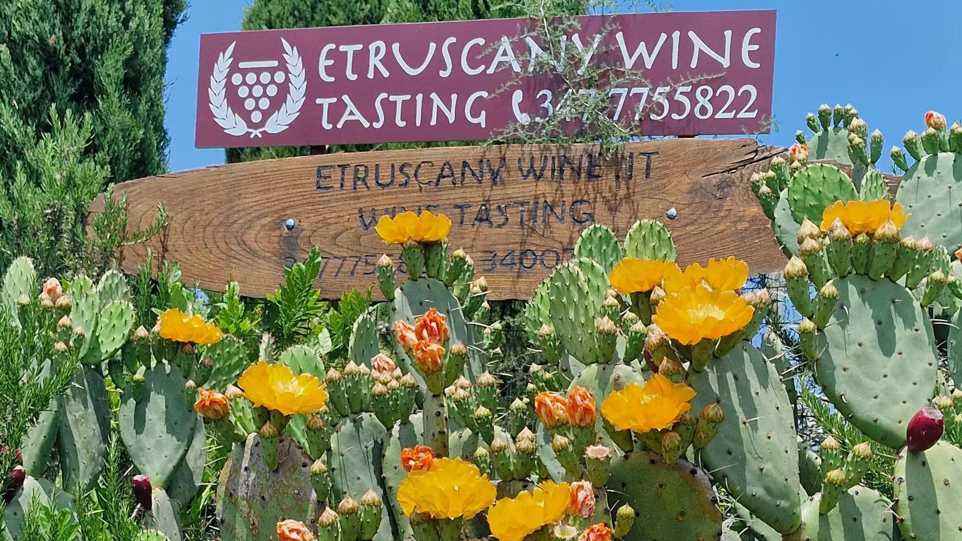 Immagine Tarazona, Il Vino Etrusco 2 Immagine Tarazona, Il Vino Etrusco 2