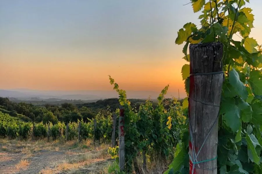 Immagine Super Tuscan 7 Immagine Super Tuscan 7