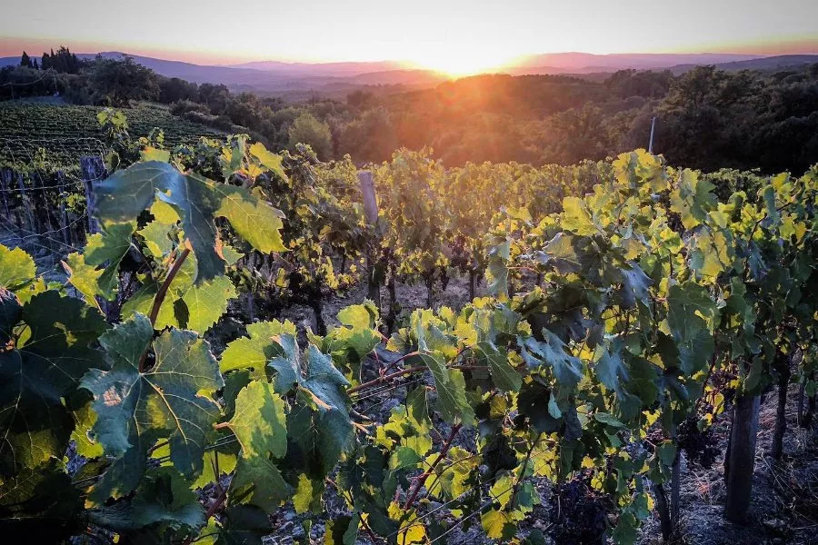 Immagine Super Tuscan 8 Immagine Super Tuscan 8