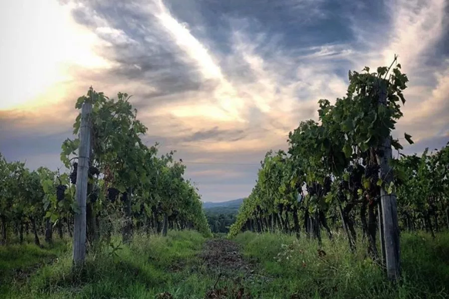 Immagine Super Tuscan 12 Immagine Super Tuscan 12