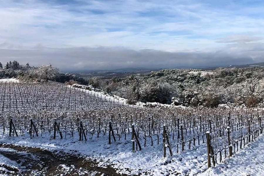 Immagine Super Tuscan 16 Immagine Super Tuscan 16