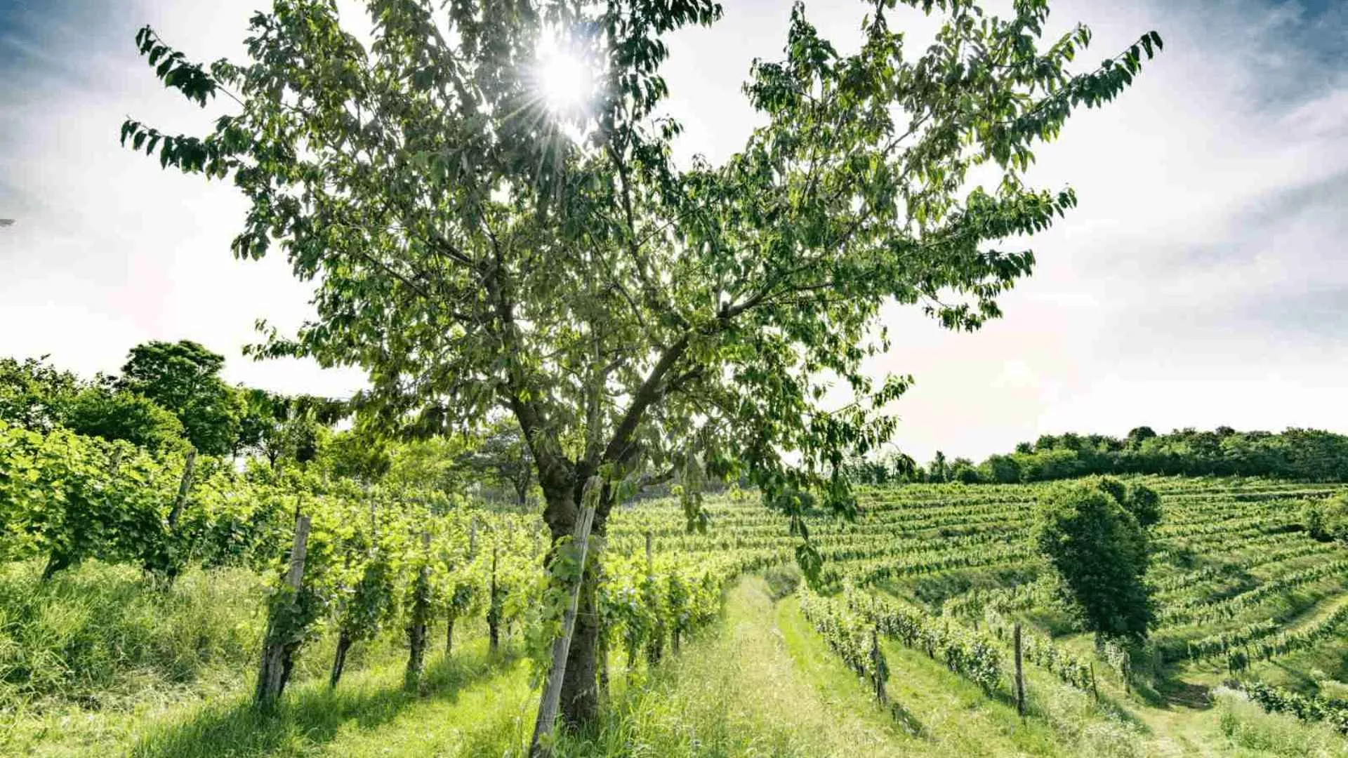 Immagine Arcari + Danesi Franciacorta e SoloUva 1 Immagine Arcari + Danesi Franciacorta e SoloUva 1