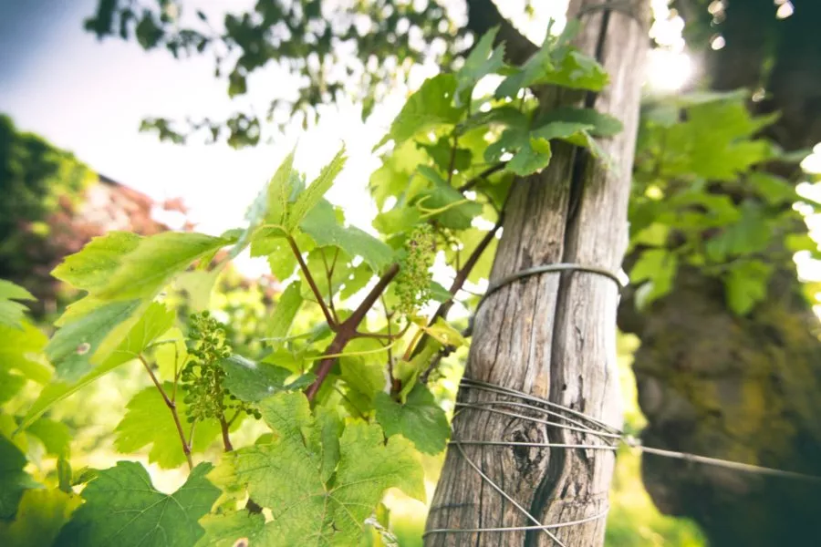 Immagine Arcari + Danesi Franciacorta e SoloUva 3 Immagine Arcari + Danesi Franciacorta e SoloUva 3