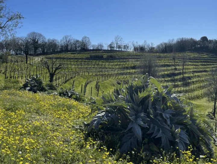 Immagine Arcari + Danesi Franciacorta e SoloUva 2
