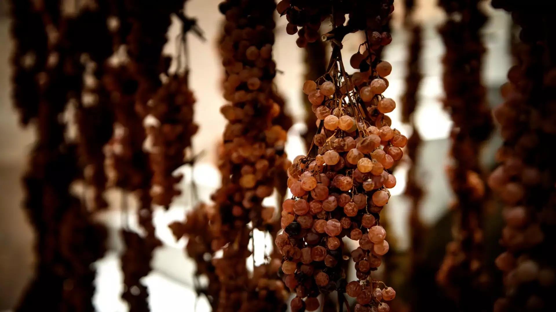 Immagine Fattoria del Cerro wine & food experience 5 Immagine Fattoria del Cerro wine & food experience 5