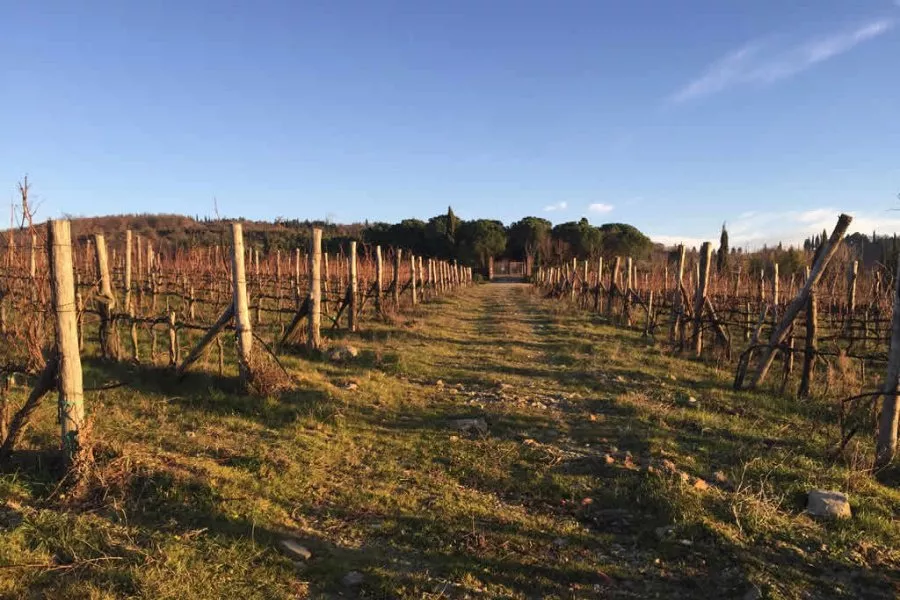 Immagine Degustazioni i quattro colori del vino 7 Immagine Degustazioni i quattro colori del vino 7