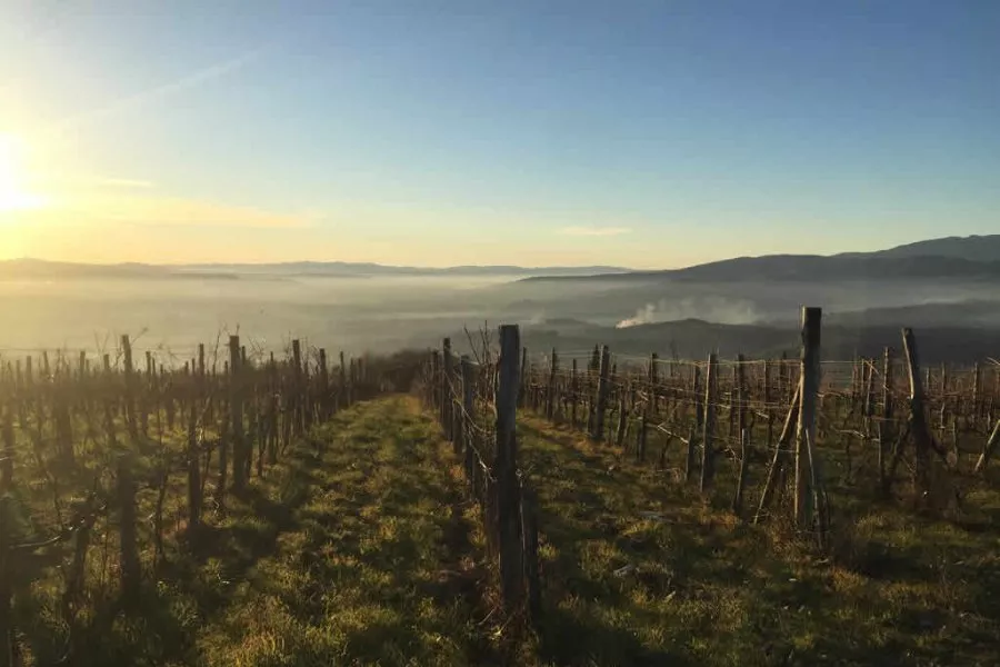 Immagine Degustazioni i quattro colori del vino 8 Immagine Degustazioni i quattro colori del vino 8