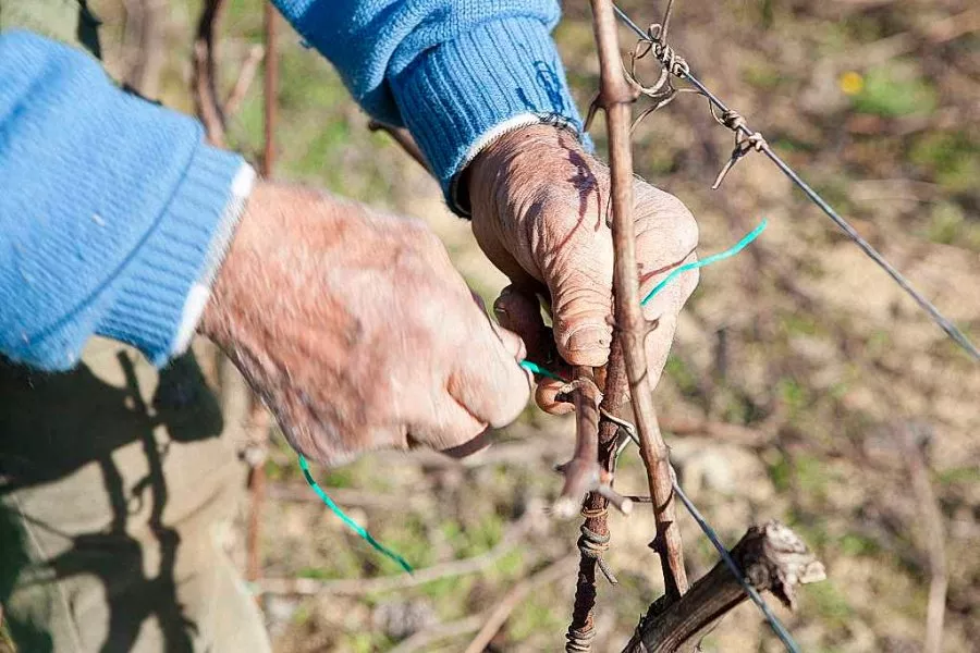 Immagine Degustazioni i quattro colori del vino 12 Immagine Degustazioni i quattro colori del vino 12
