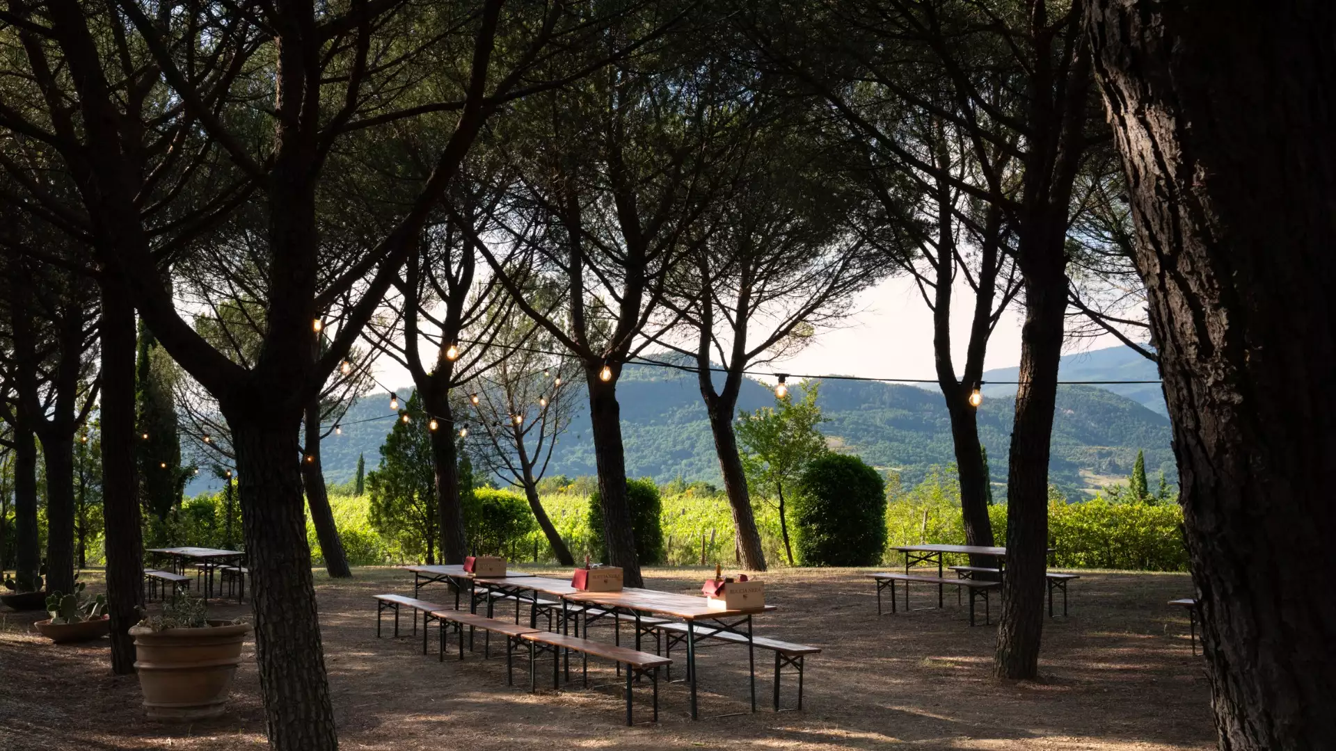 Immagine Picnic in vigna 2 Immagine Picnic in vigna 2