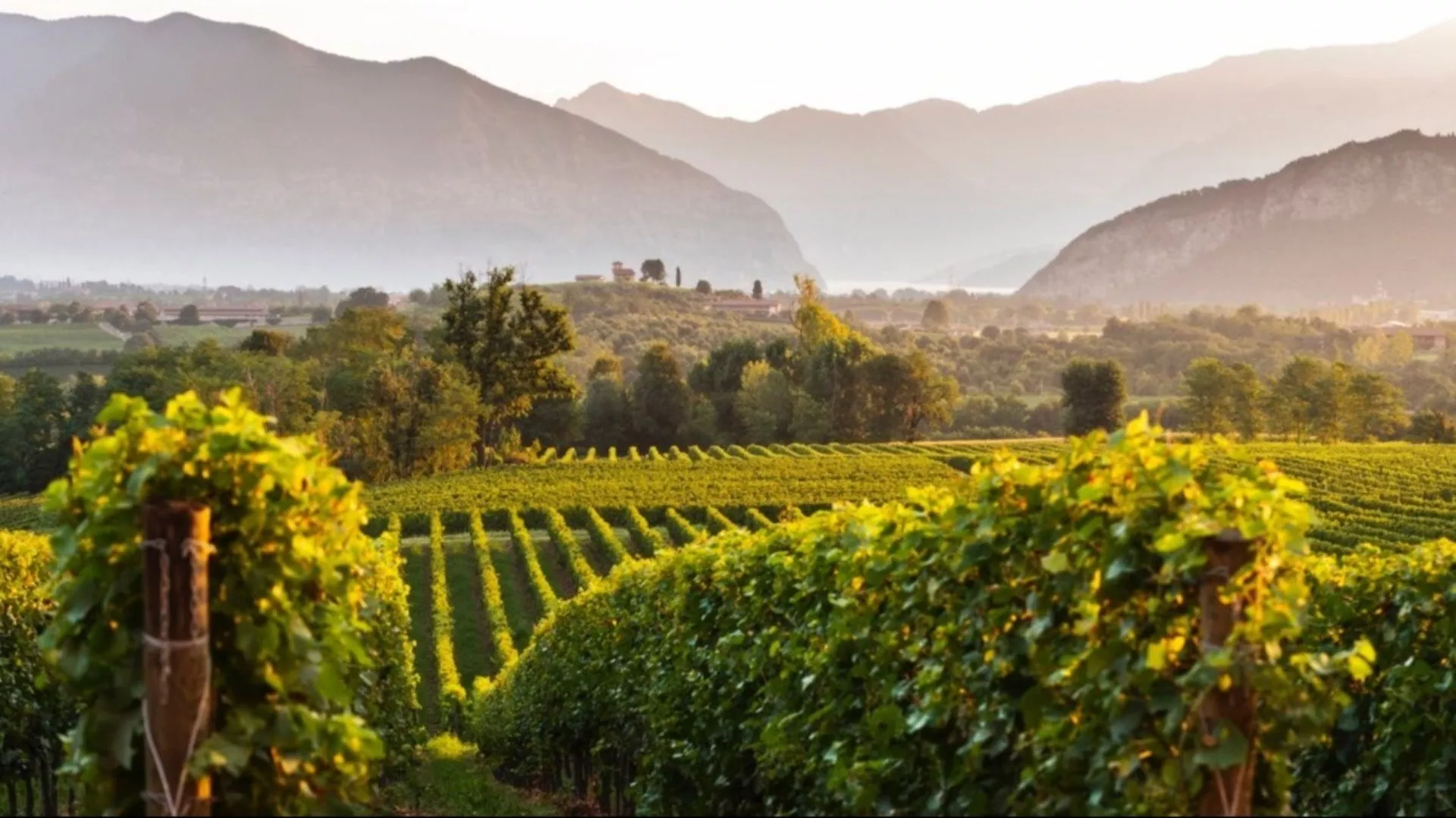 Festival Franciacorta in cantina 2026