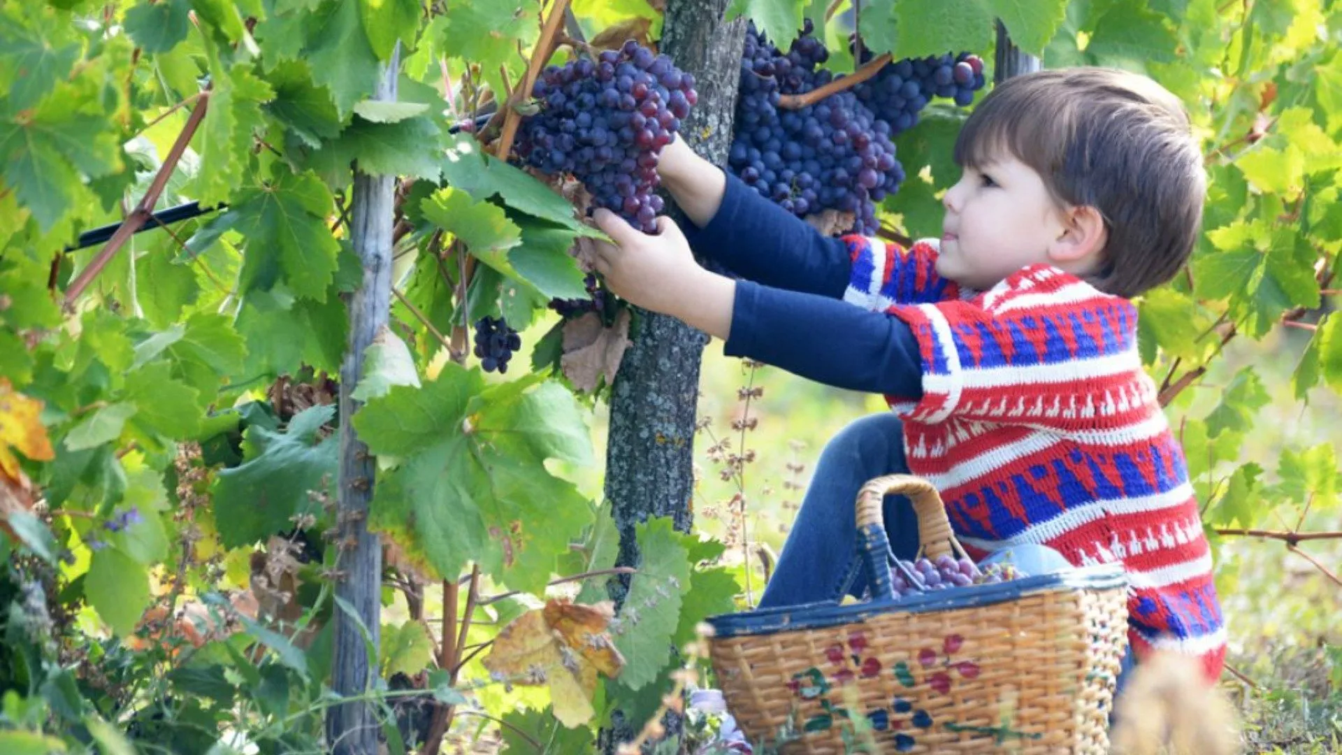 Vendemmia in cantina