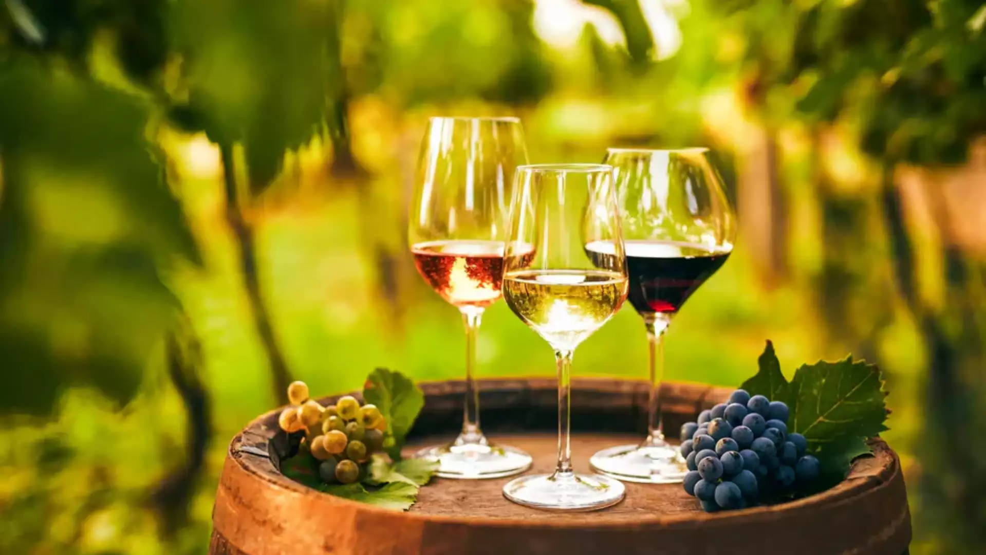 Wine & Nature Wine & Nature
