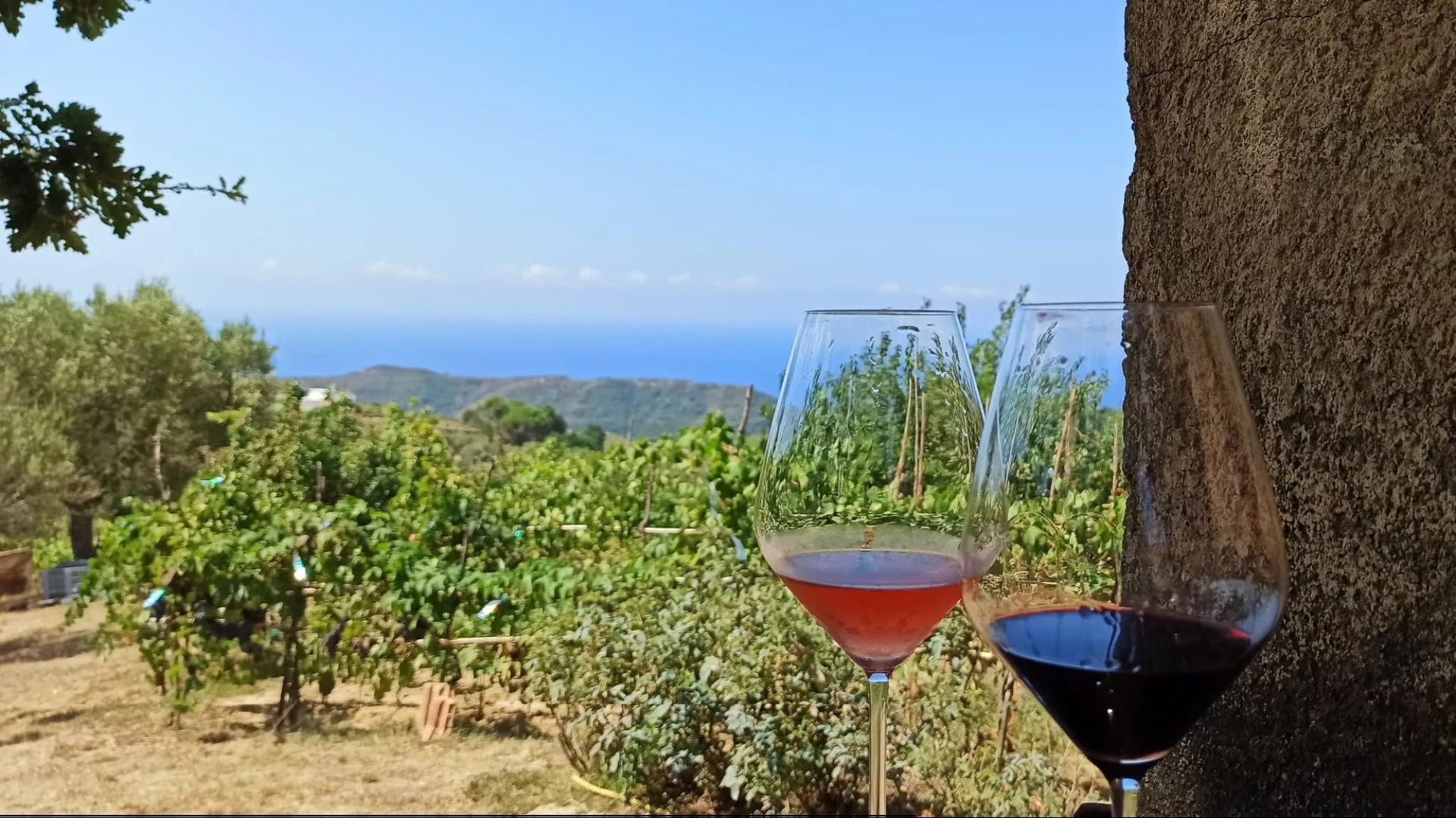 Vini del Cilento