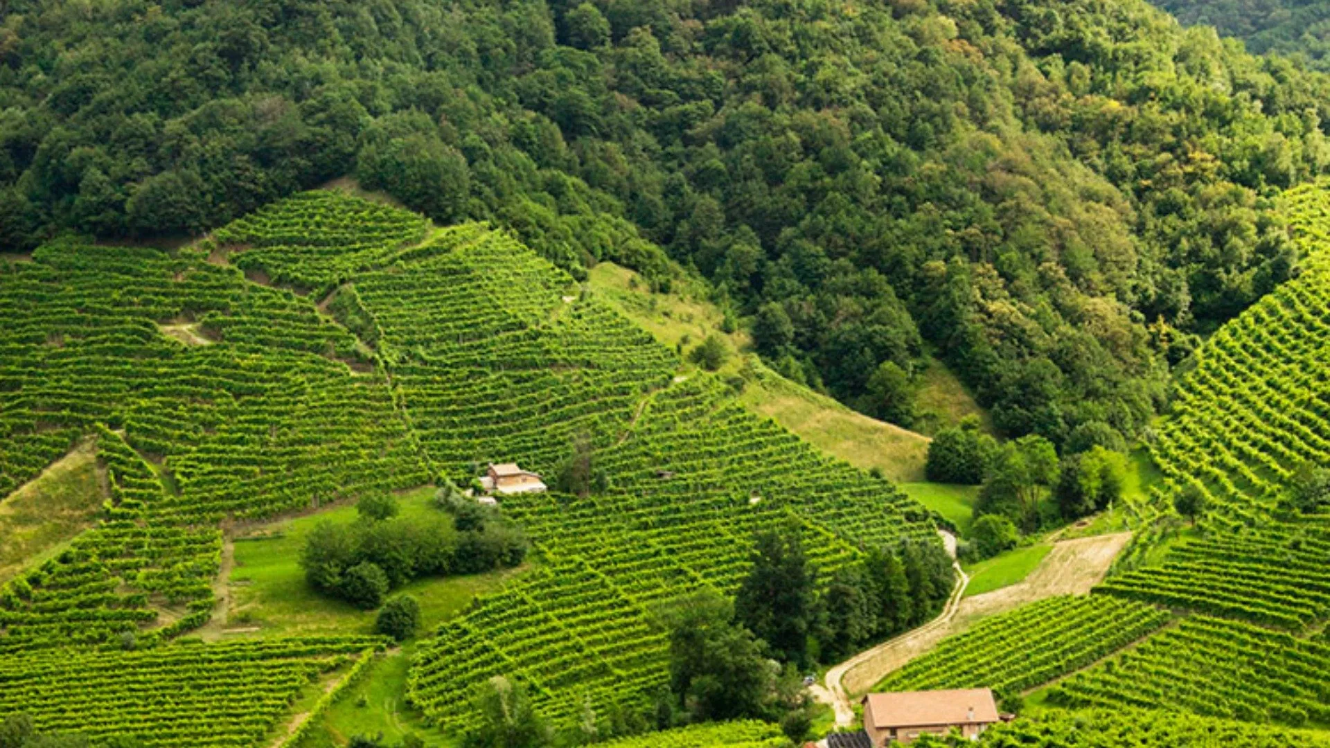 Colli Euganei