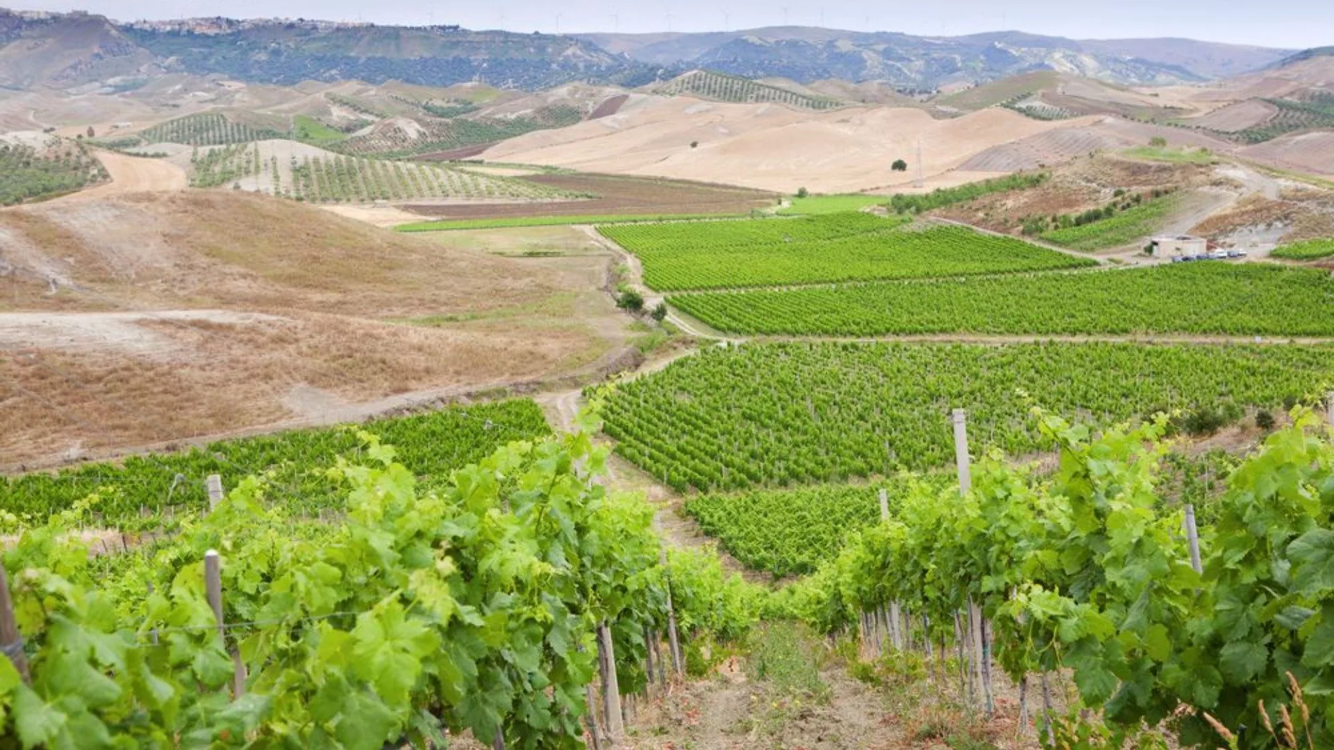 Vino e dei Sapori della Locride Vino e dei Sapori della Locride