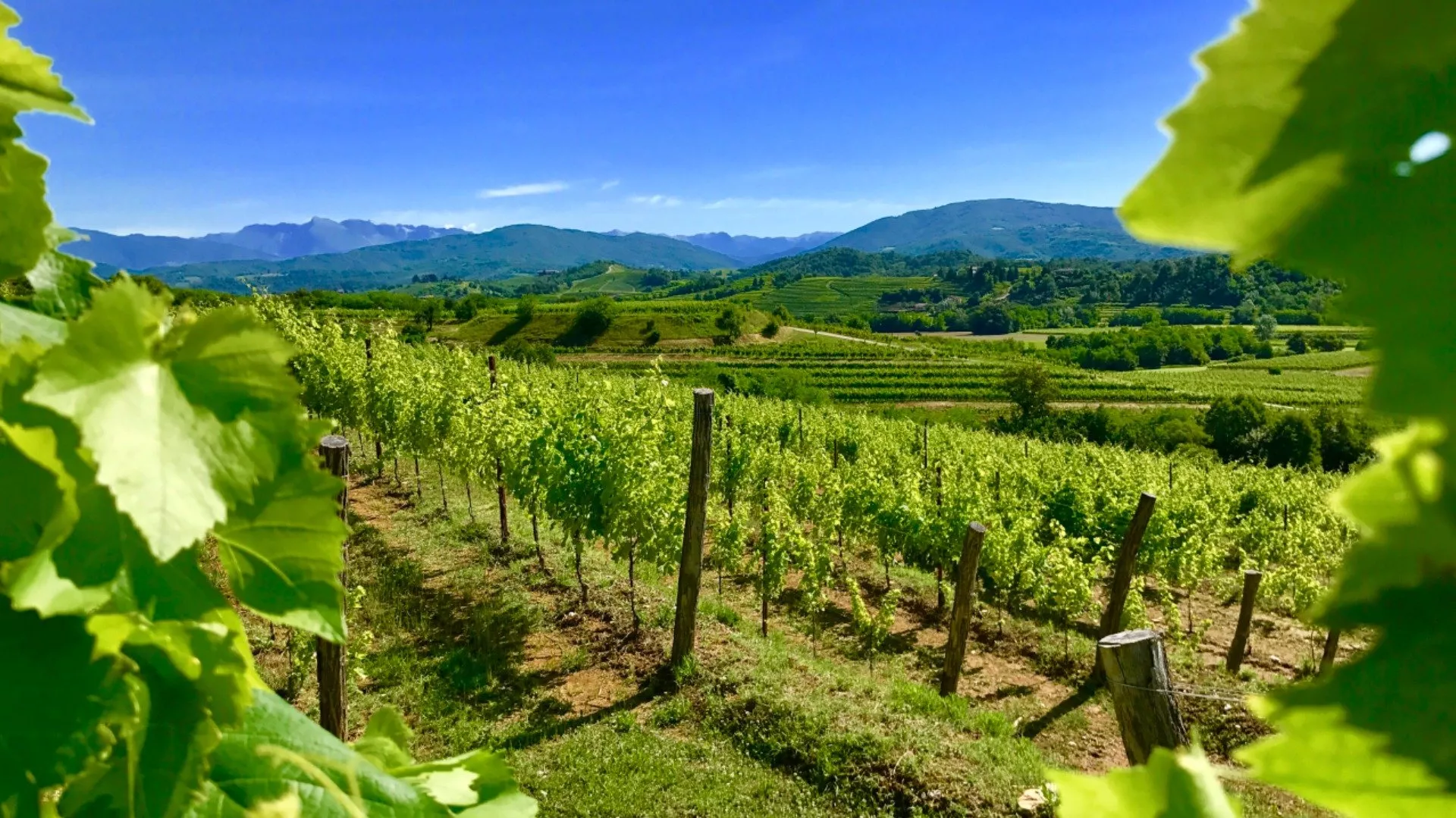 Colli Orientali del Friuli