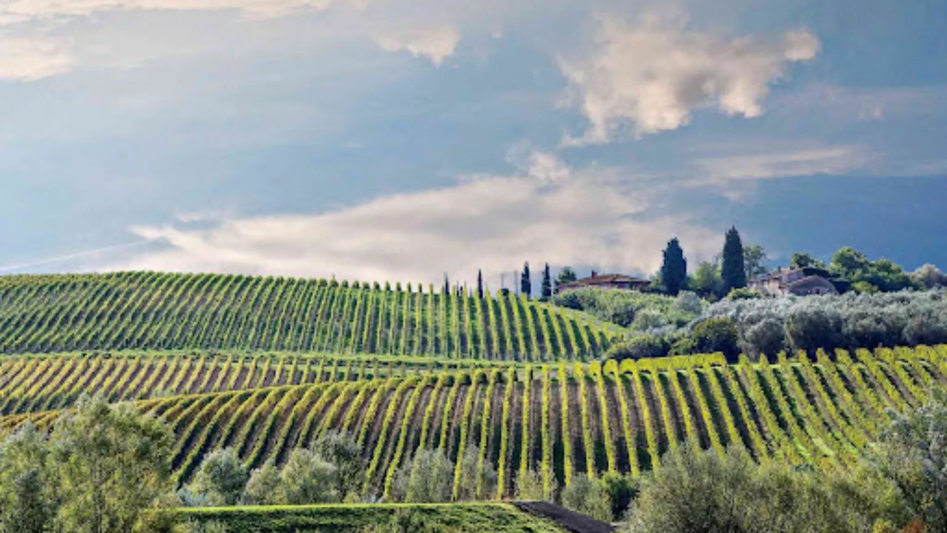 Colline Pisane Colline Pisane