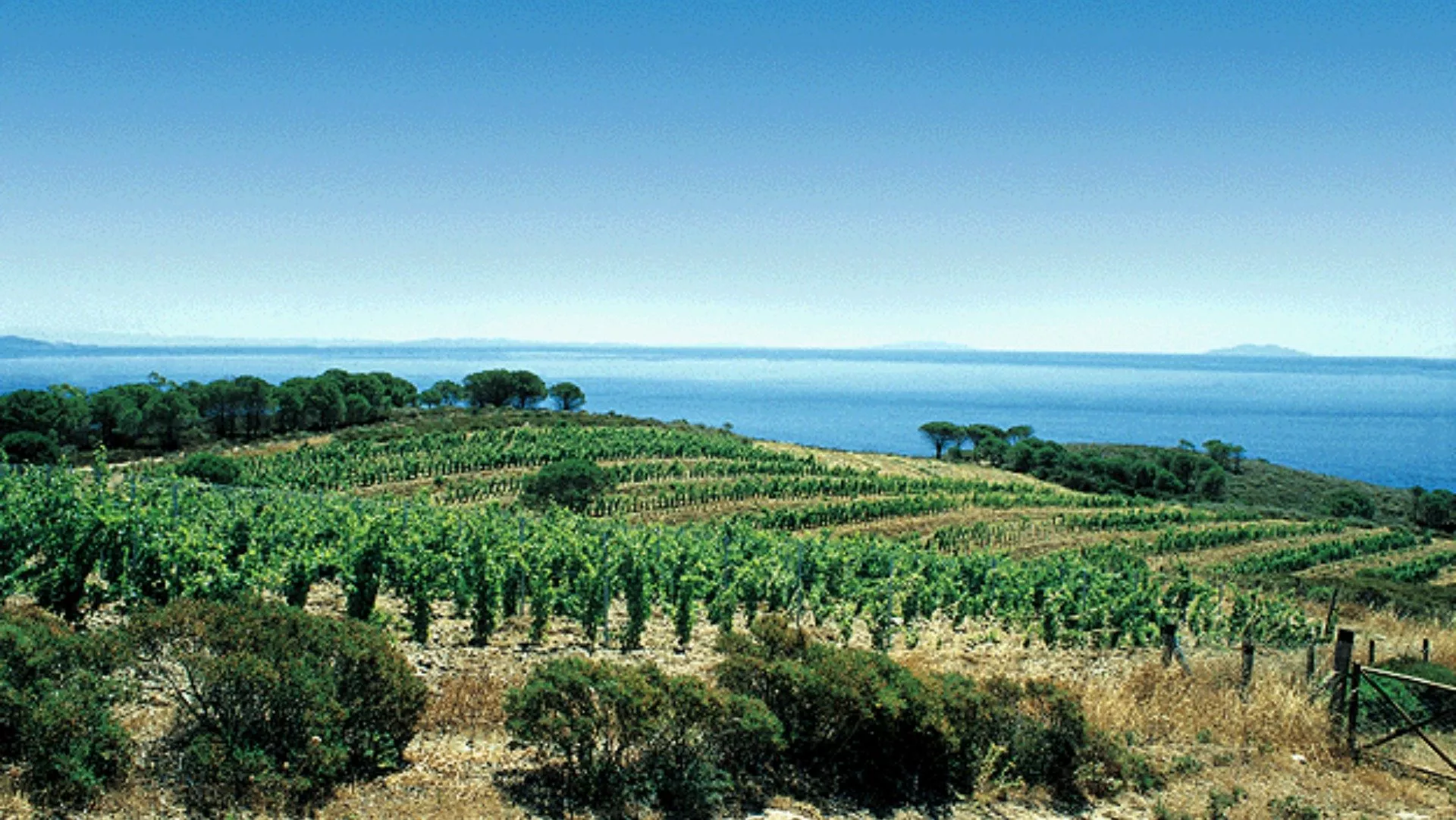 Vino Costa degli Etruschi Vino Costa degli Etruschi
