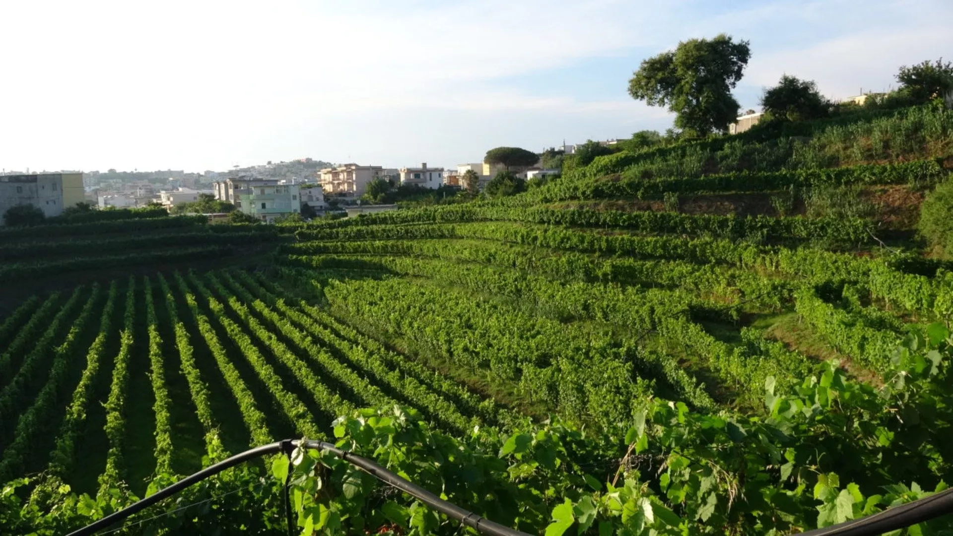 Vino Campi Flegrei