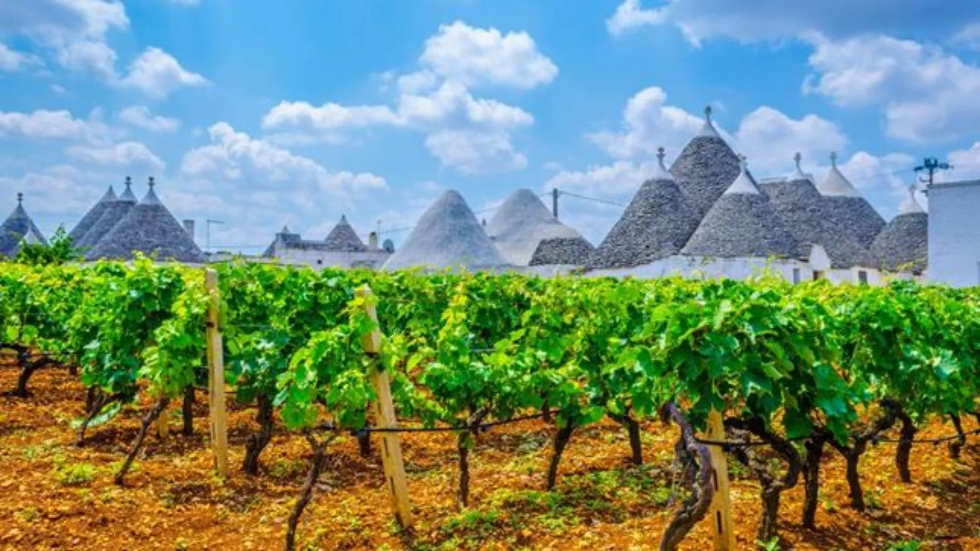 Vini DOC Primitivo di Manduria e Lizzano