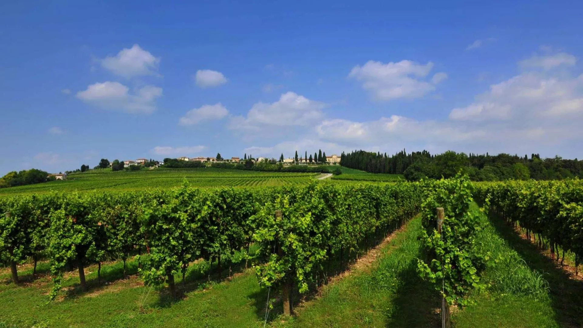 Bianco di Custoza Bianco di Custoza