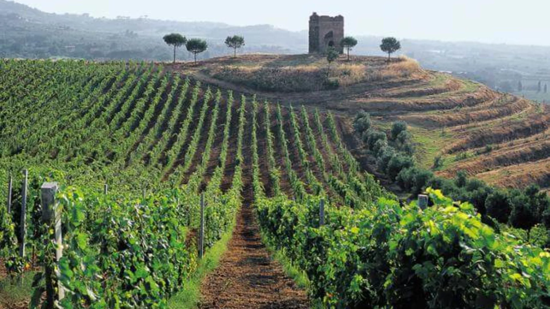 Vino dei Castelli Romani
