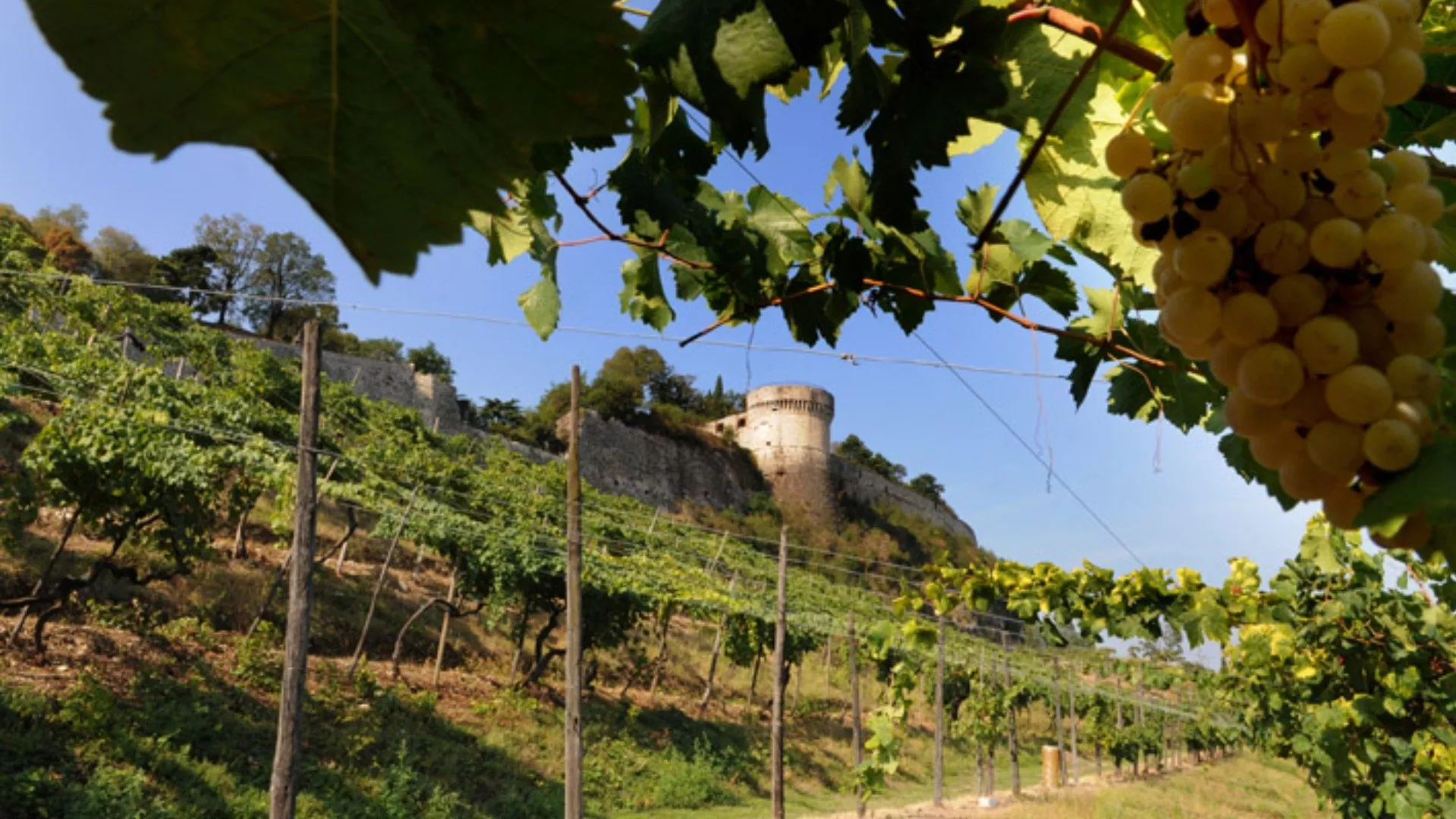 Wine Route of the Longobard Hills Wine Route of the Longobard Hills