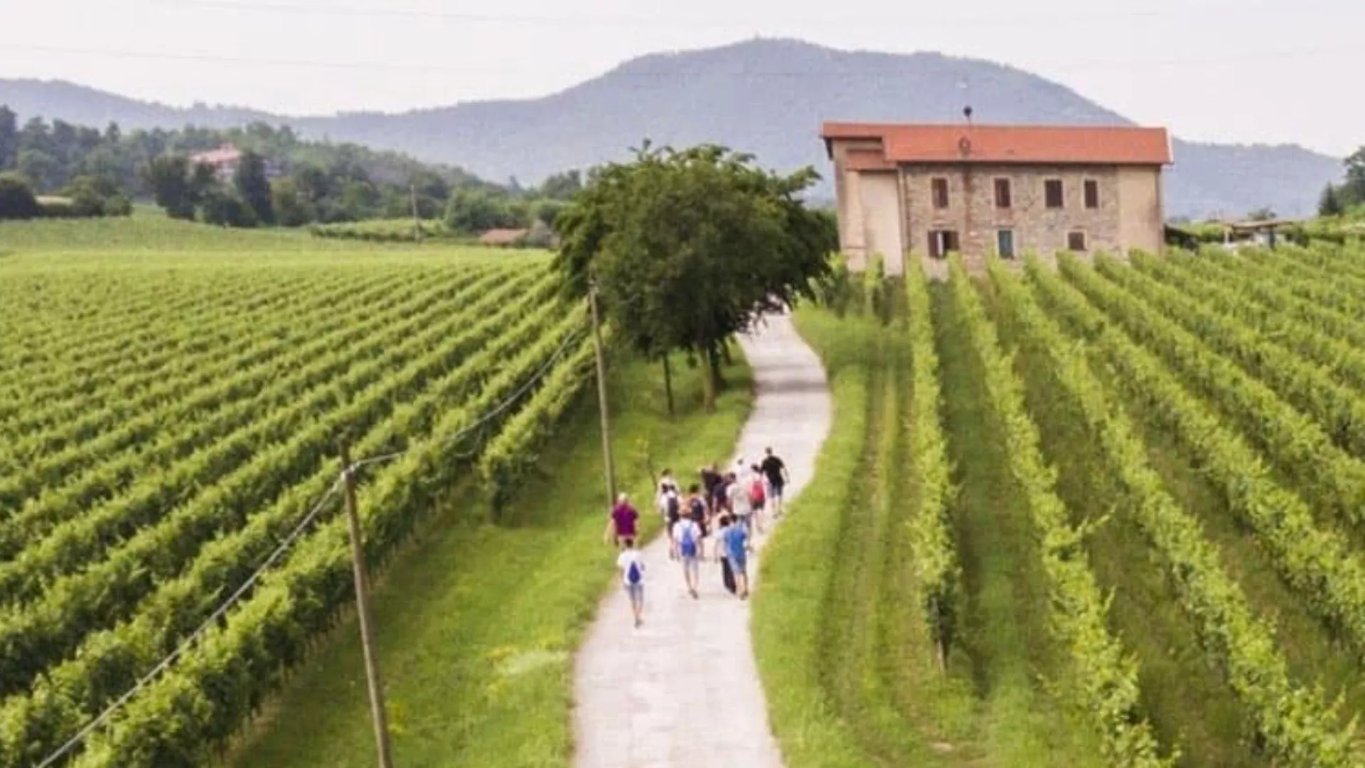 Vino Monreale doc