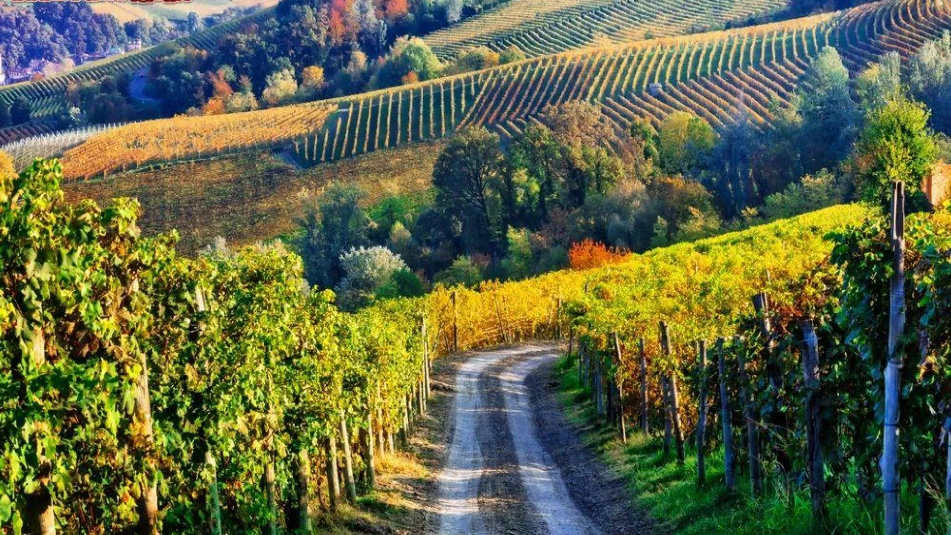 Vini di Carmignano 