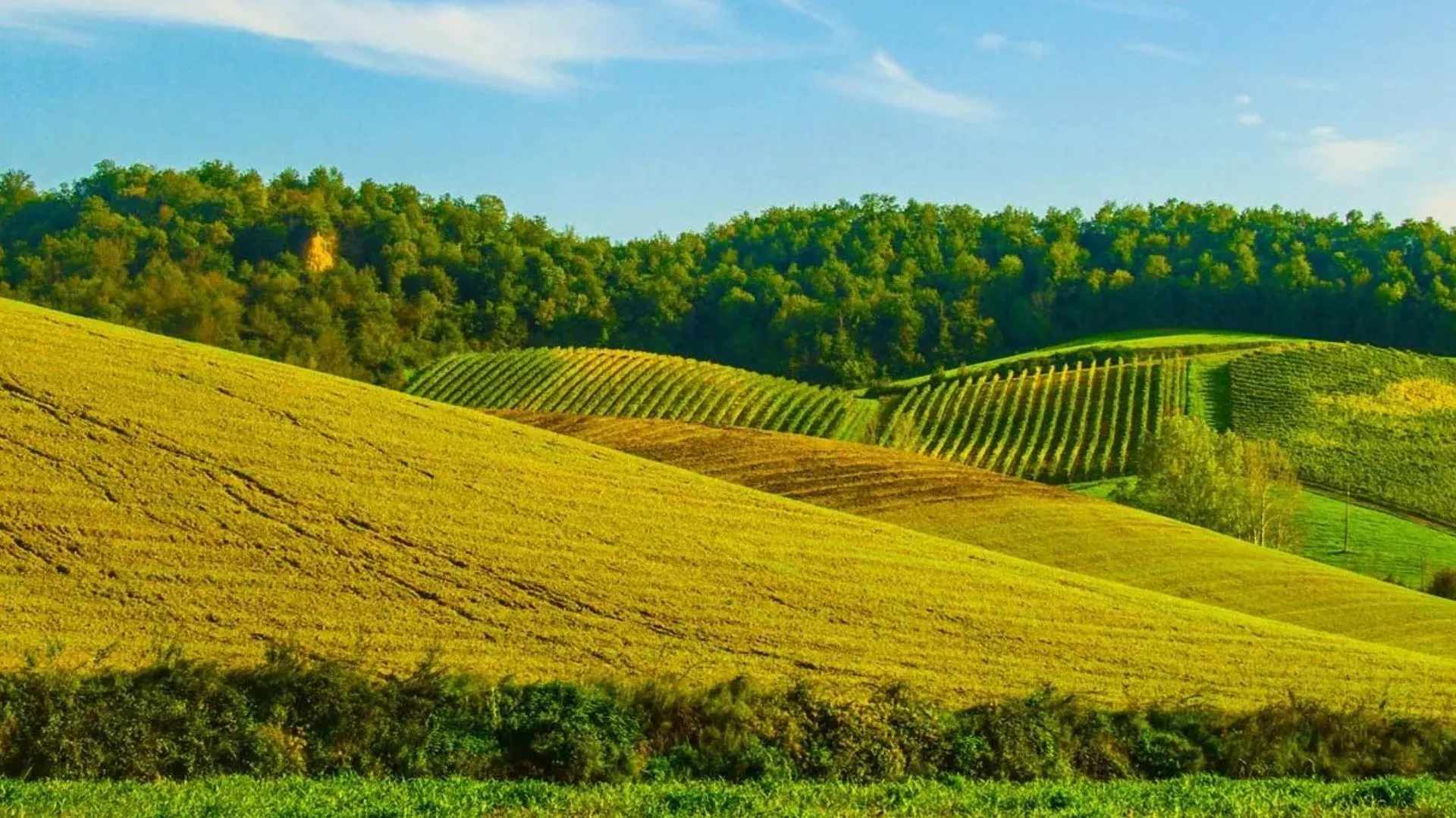 Vino Terre di Arezzo Vino Terre di Arezzo