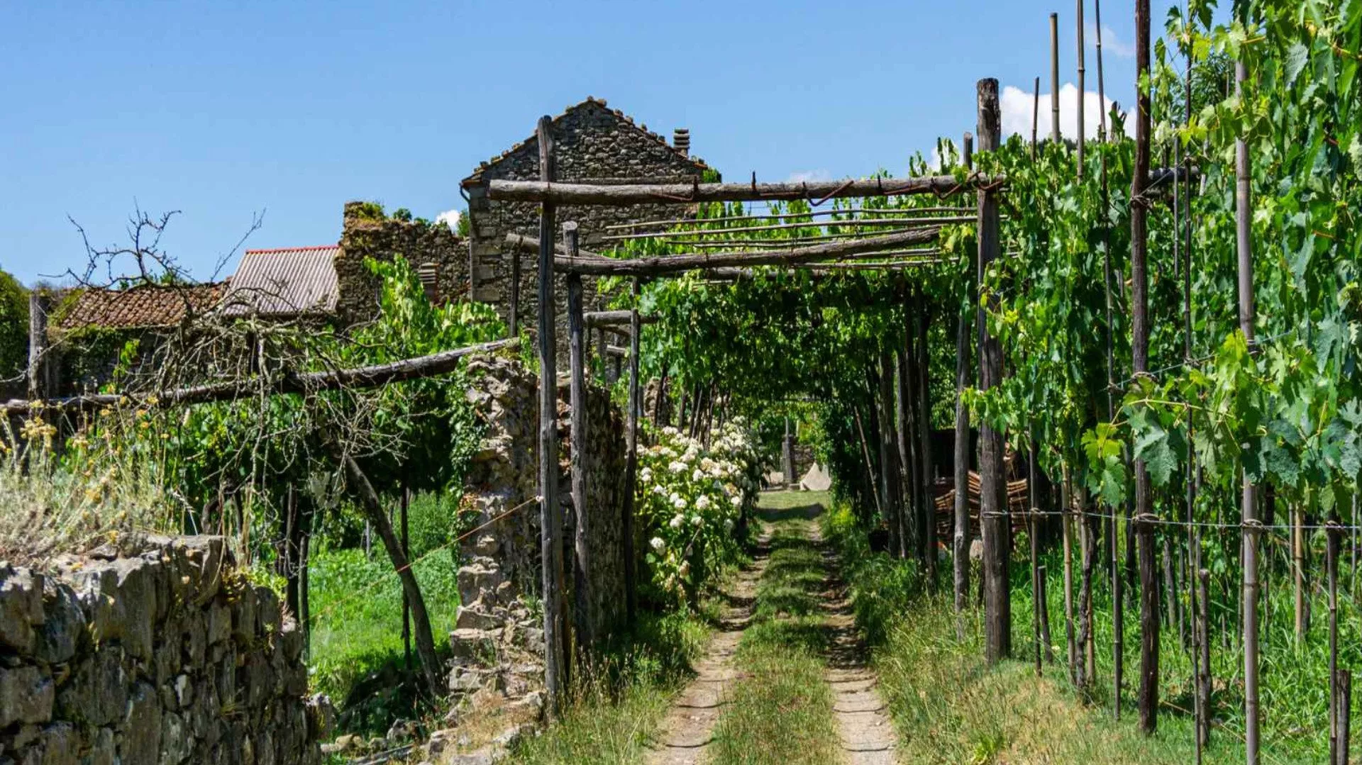 Colli di Candia e di Lunigiana Colli di Candia e di Lunigiana
