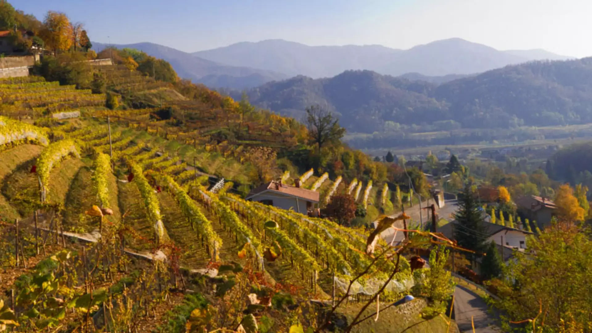Vino doc Collio 