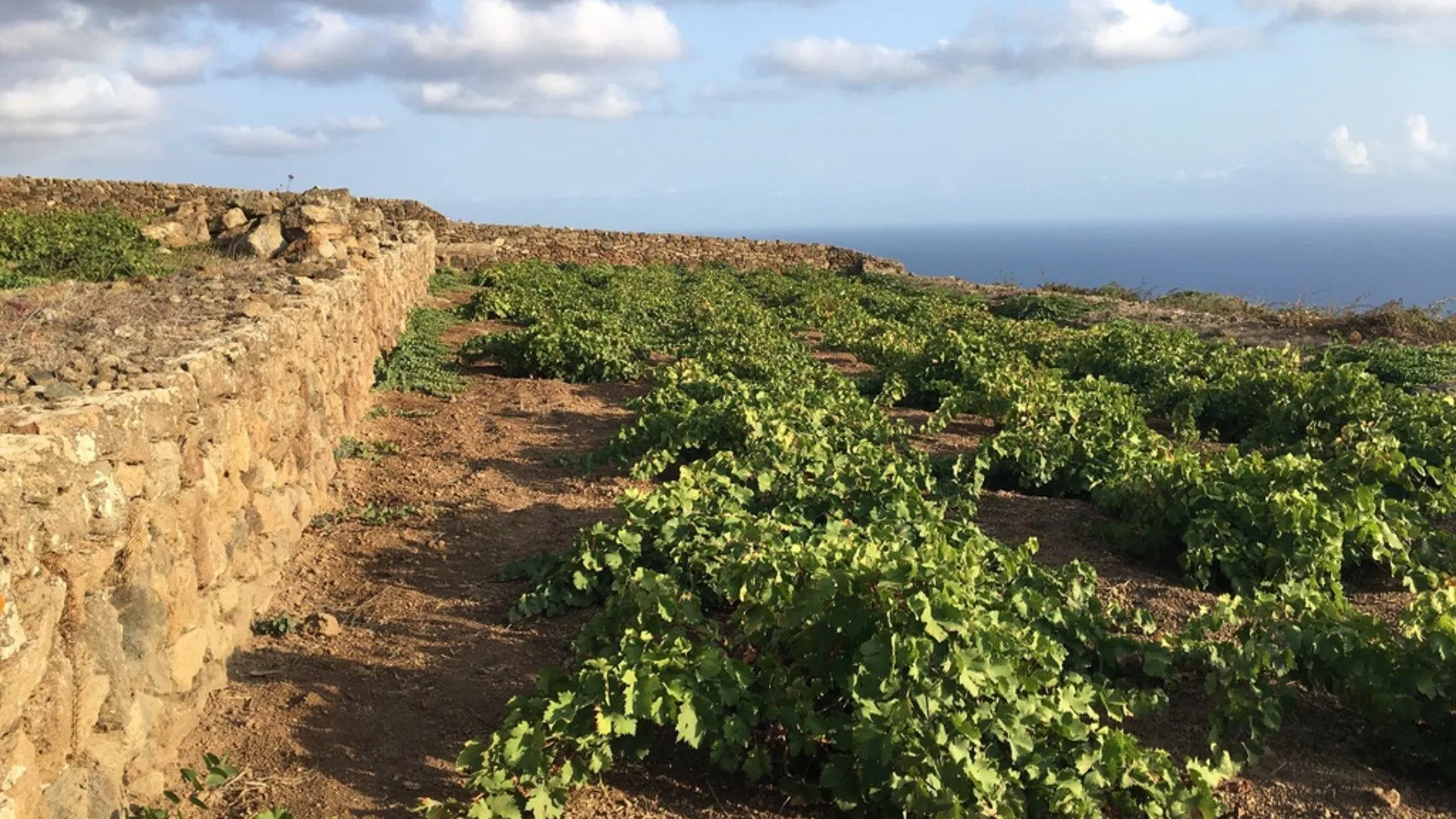 Strada dei vini di Pantelleria