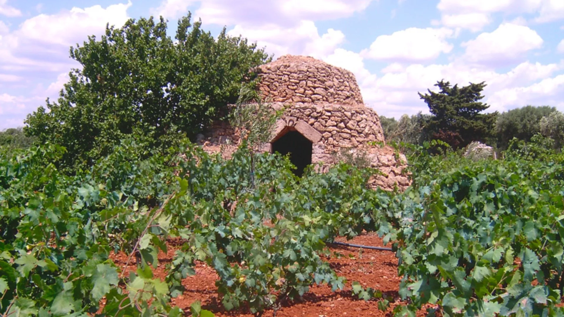 Vini della Murgia Carsica