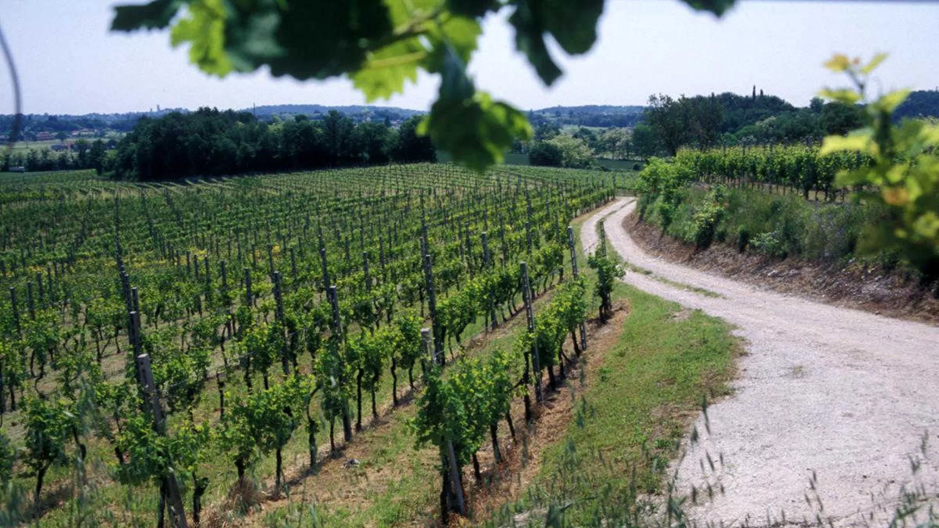 Mantuan Wines and Flavors Mantuan Wines and Flavors