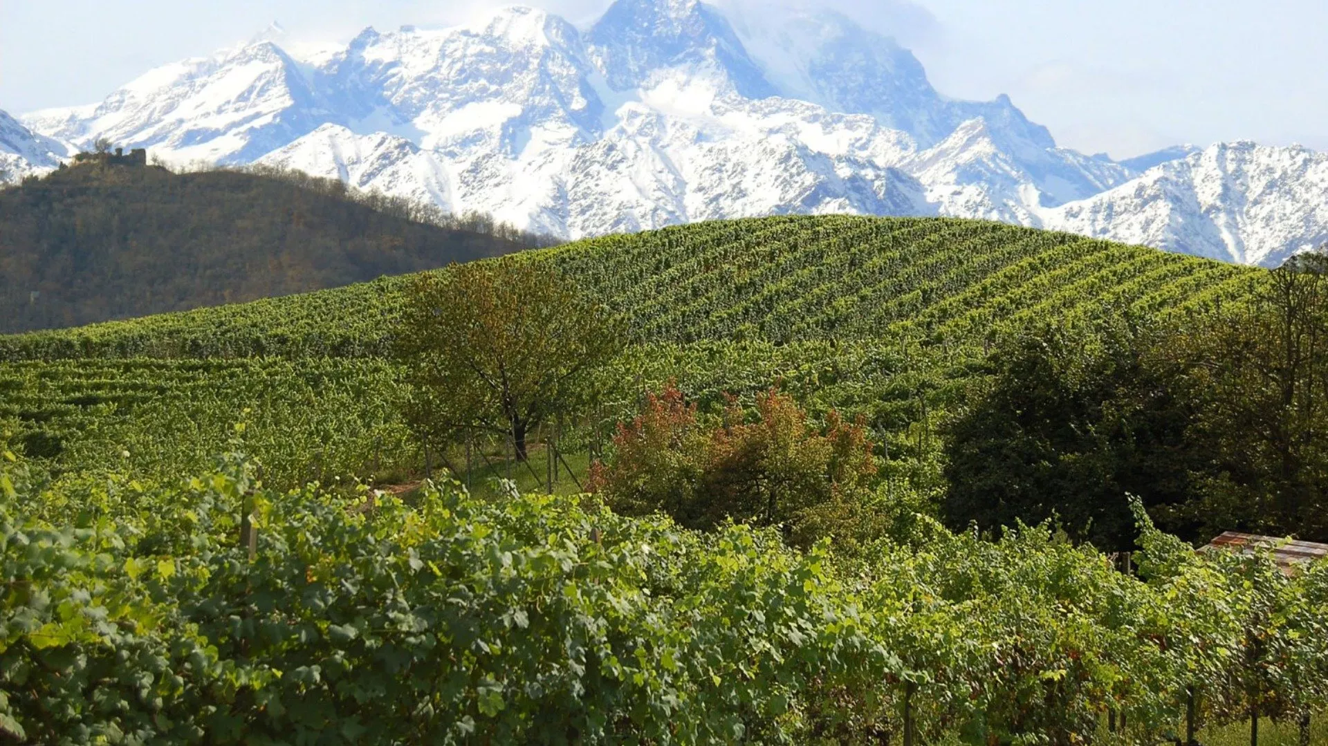 Vino dell'alto Piemonte Vino dell'alto Piemonte
