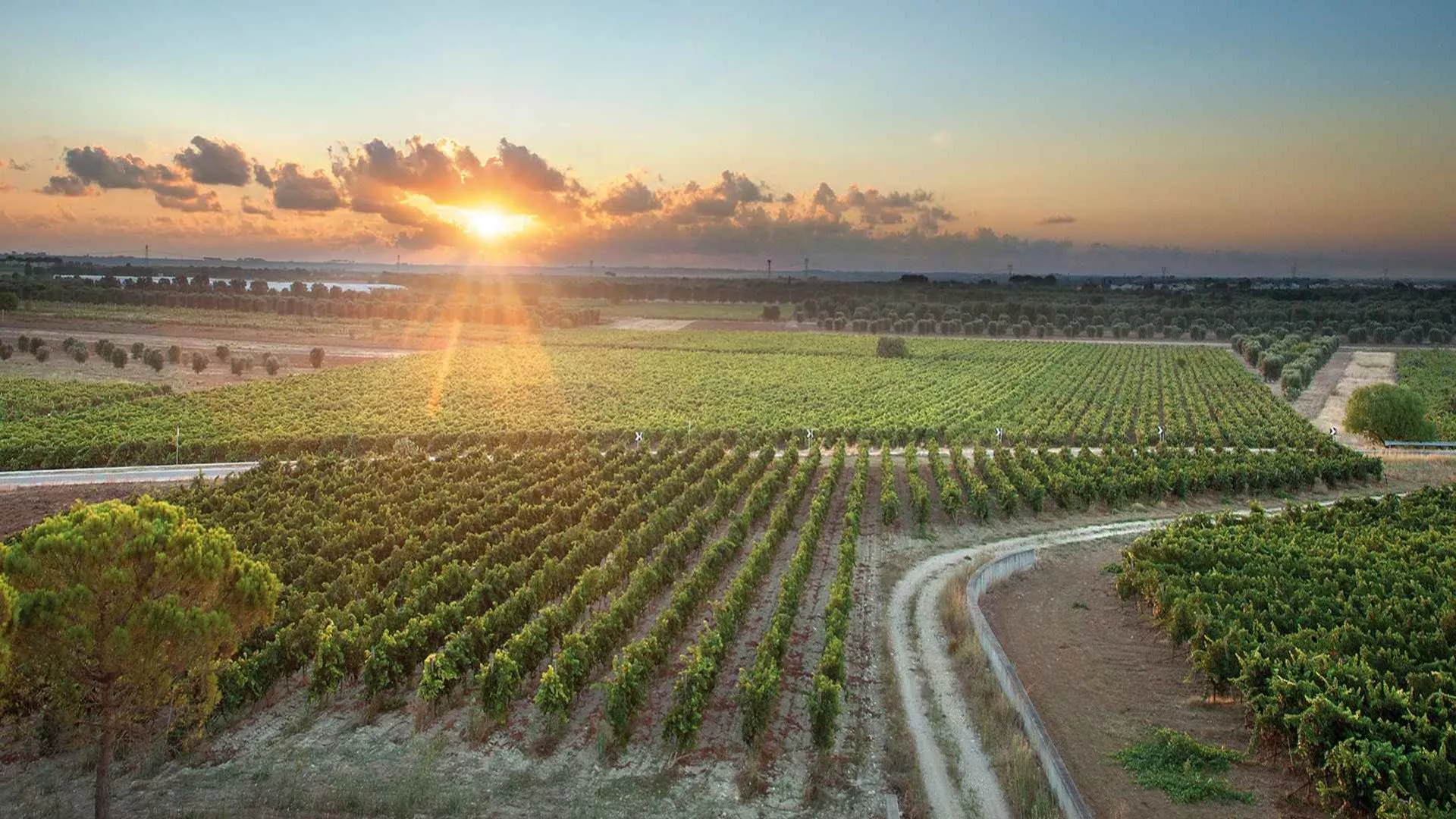 Strada dei vini  DOC della Daunia