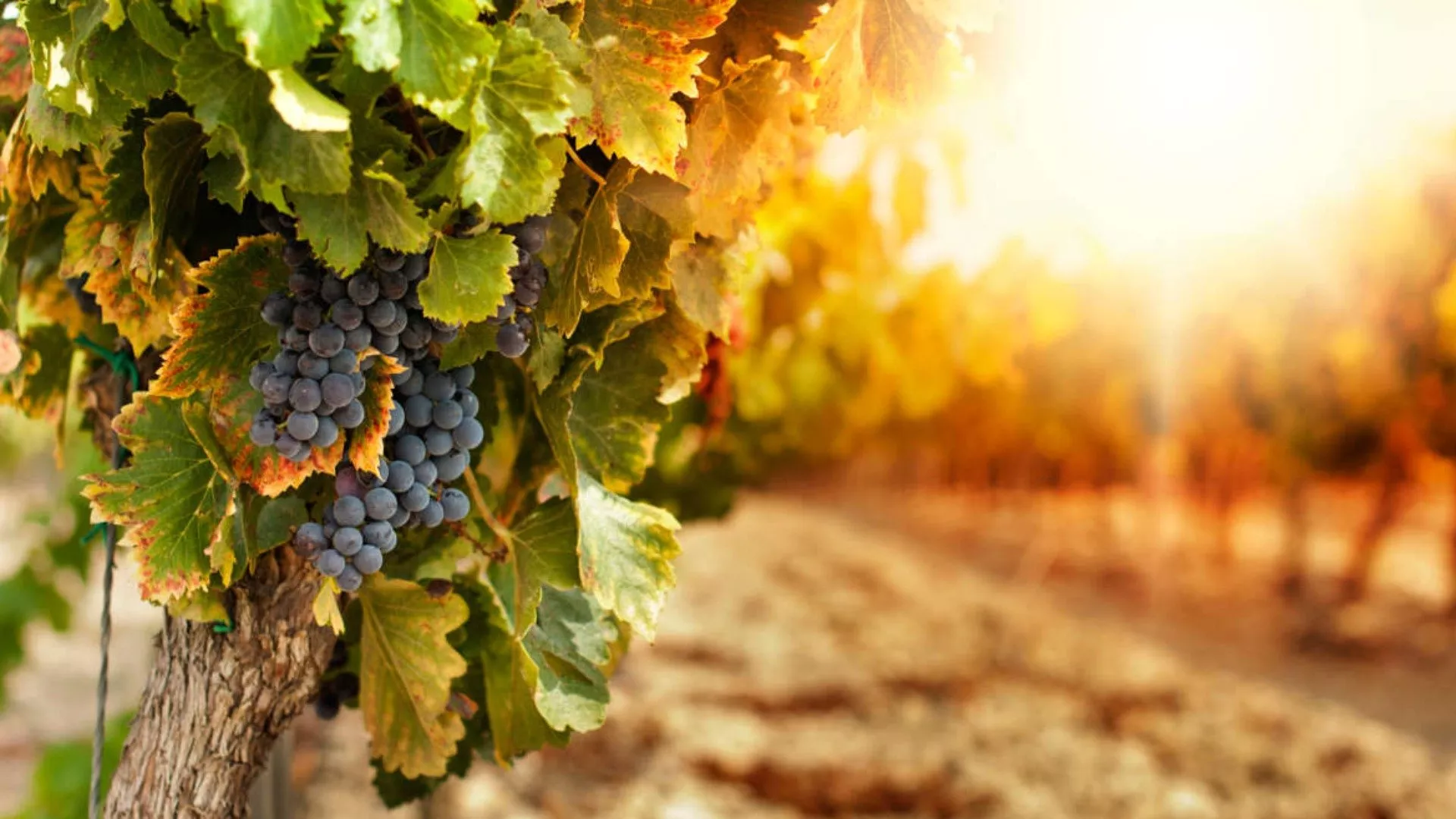 Tesori nascosti nelle cantine pugliesi Tesori nascosti nelle cantine pugliesi