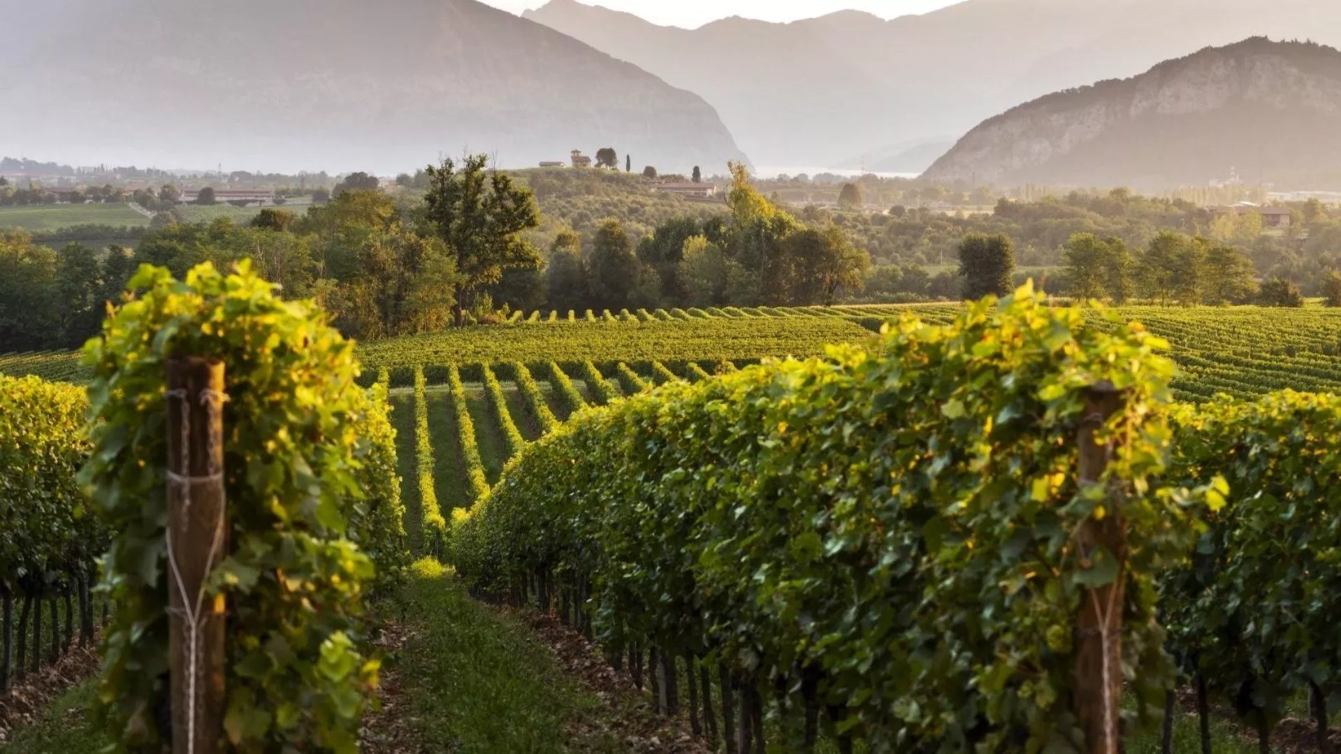 Lombardia: un viaggio tra modernità e tradizione nelle cantine Lombardia: un viaggio tra modernità e tradizione nelle cantine